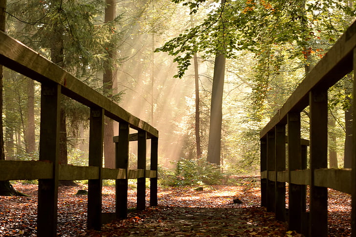 Delmenhorst, Tiergarten, híd, ősz, erdő, hangulat