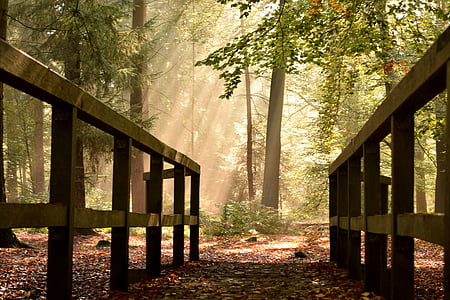 Delmenhorst, Tiergarten, puente, otoño, bosque, Estado de ánimo