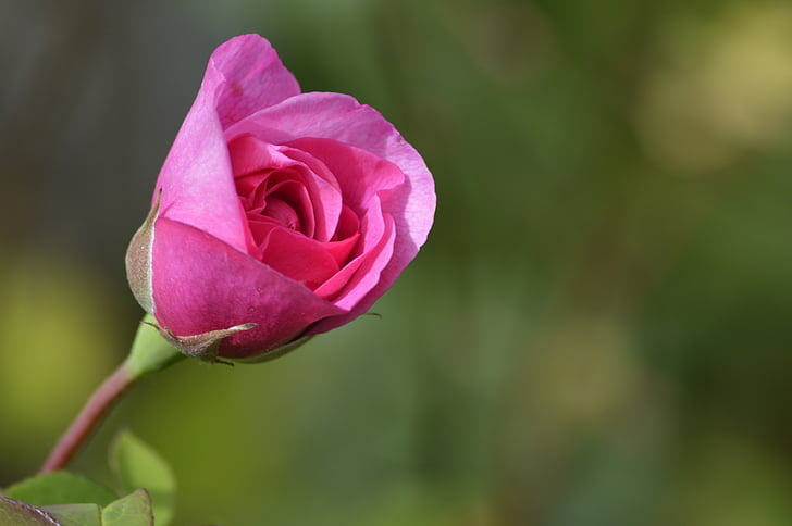 ruža, ljubav, roza, cvijet, vjenčanje, romantična, dan