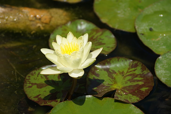 nenuphar, yellow, flower, pond, water lily, basin