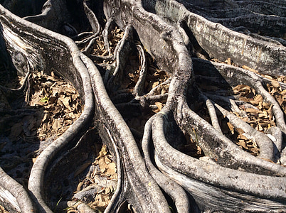 racines, arbres, bois, gris, gris, grande, tiges
