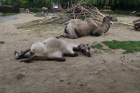 camello, Parque zoológico, Brunswick, naturaleza, mamíferos, zweihoeckriges, jinetes de camellos