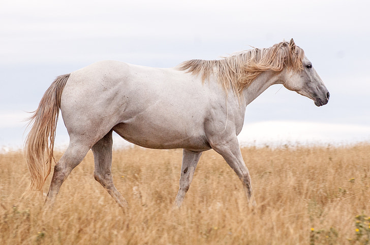 horses, grey, horse, animal, gray, equine, mane