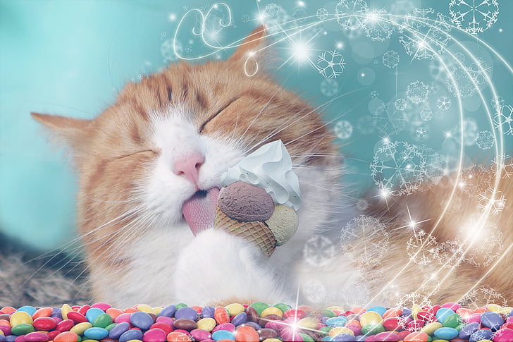 γάτα, Χαριτωμένο, Τρώγοντας, παγωτό, επιδόρπιο, σοκολάτα, μαλακό παγωτό