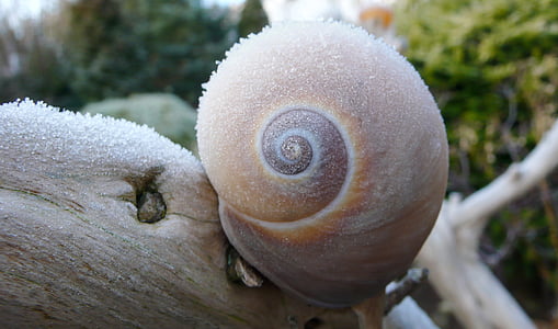 invierno, Frost, caracol, hielo, magia de invierno, congelados, espiral