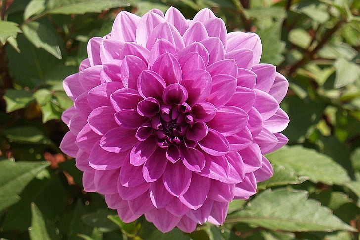 bunga, Dahlia, ungu, kelopak, mekar, Blossom, Flora