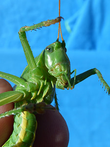 kriket hijau dihiasi, belalang hijau, detail, Lobster, orthopteron