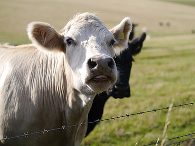 krave, pašnjak, jezik, Poljoprivreda, farma, ograda, livada