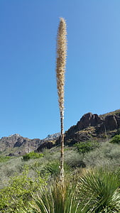 пустиня цветя, Ню Мексико, пейзаж