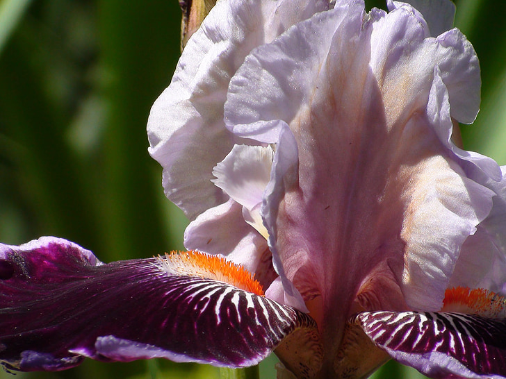 Iris, pétalos de, flor, planta, flor, verano, floración