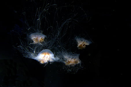 meduzy, akwarium, podwodne, spokojnej, morskie życie, galaretki, Natura