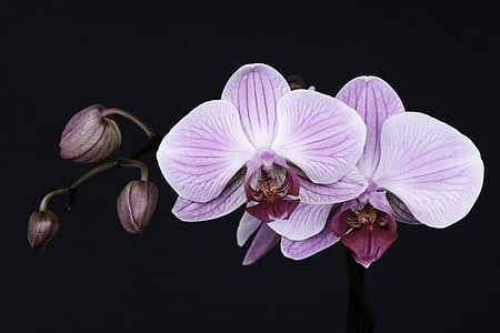 orchid, flower, blossom, bloom, bud, tropical, violet