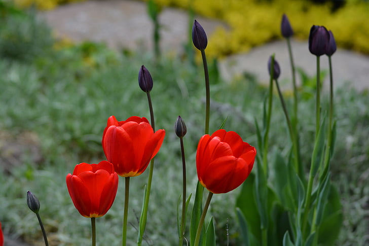 tulipes, fleurs, floral, nature, printemps, saison, naturel