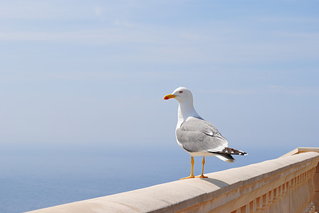 seagull, sea, spain, mallorca, balearic islands, bird, coast