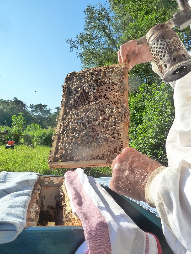 μελισσοκόμος, μέλισσες, κηρήθρα, Μελισσοκομικά