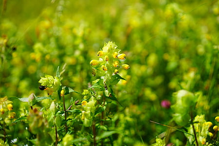 Androsace rattling nồi, angustifolius, Blossom, nở hoa, màu vàng, rhinanthus alectorolophus, nhà máy broomrape