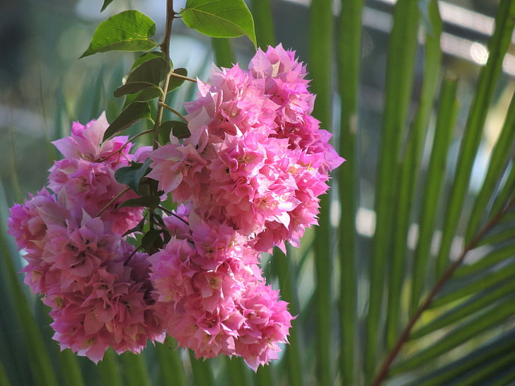 bougainvillea, flower, pink, nature, flora, bloom, decoration