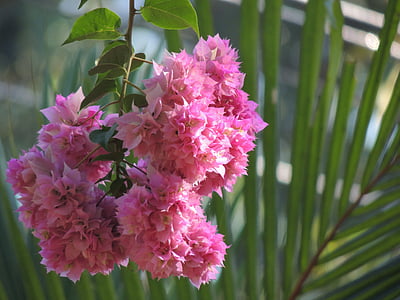 Bougainvillea, цвете, розово, природата, флора, Блум, декорация