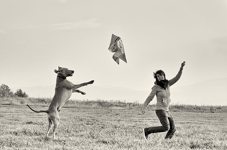 home i gos, gos de peu, Weimaraner, estel de vol, dues persones, moviment, animal