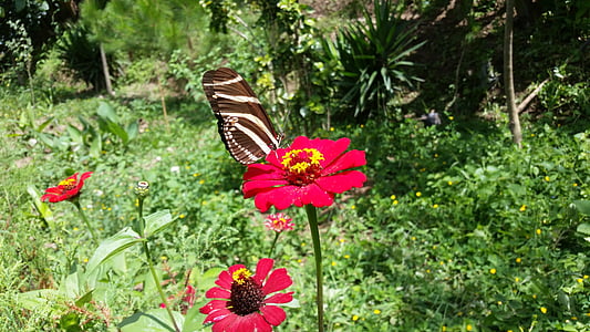 fleur, papillon, jardin, Libar, nature, insecte, papillon - insecte