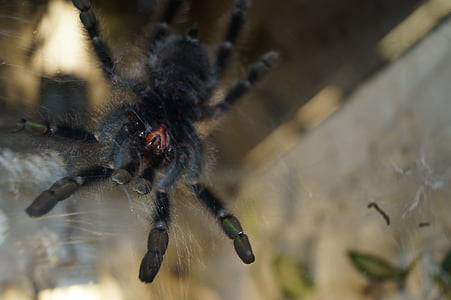 tarantula, mandibles, spider, creepy, close, arachnid, insect