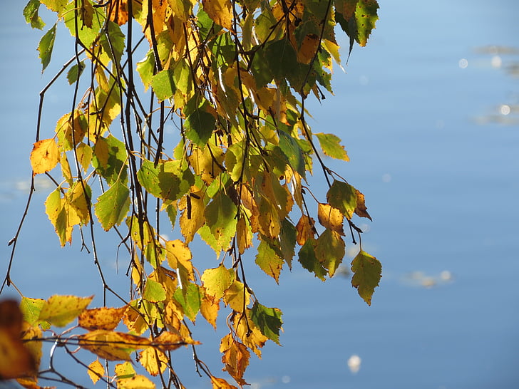 nyír, tó, víz, ősz, finn, őszi színek, levél