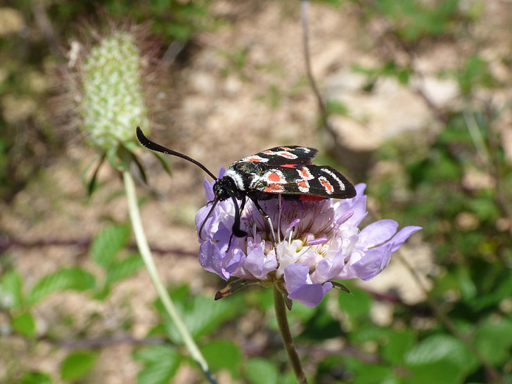 蝶, zygaena filipendulae, gitaneta, 野生の花, libar