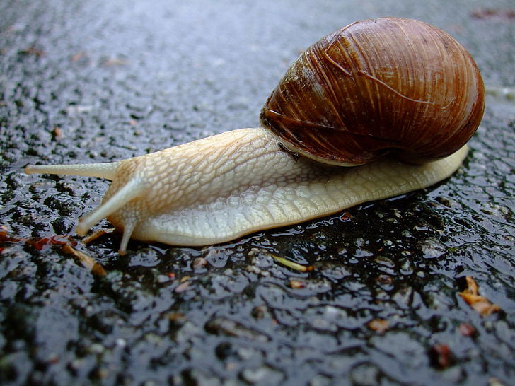 snail, shell, mucus, slowly, crawl, reptile