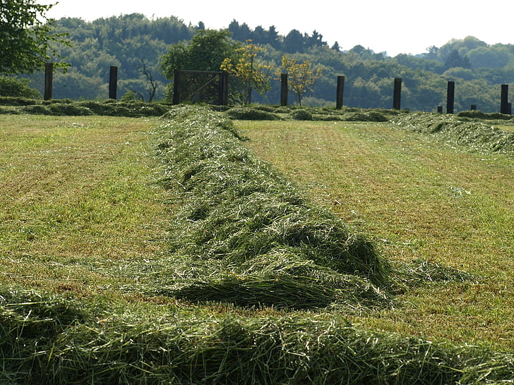 hay, rows together meet, grass, mowed, luftrocknung