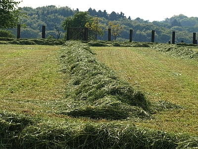 Hay, rivit täyttävät yhdessä, ruoho, leikattu, luftrocknung