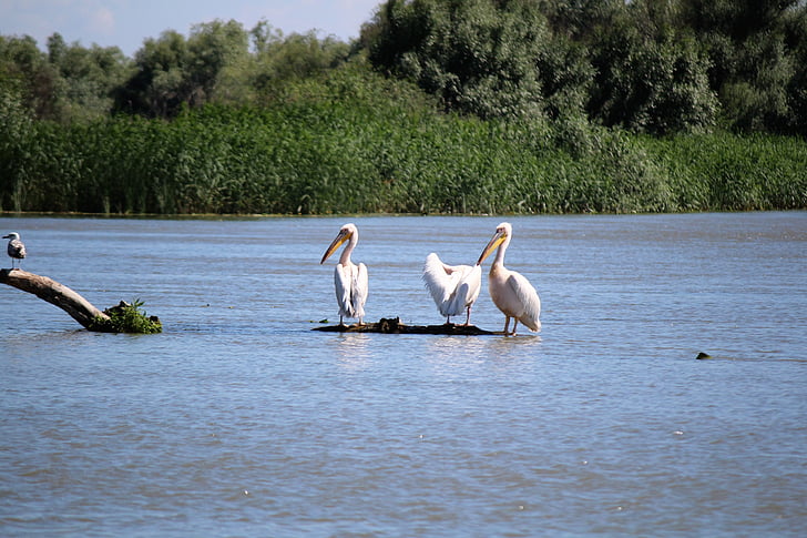 birds, pelican, nature, water, danube, body of water
