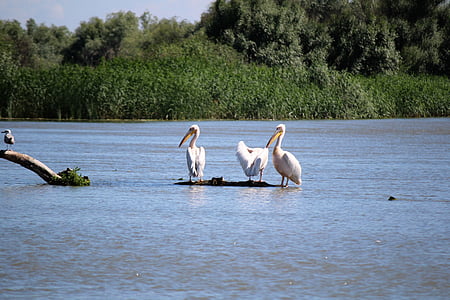 păsări, Pelican, natura, apa, Dunărea, corpul de apa
