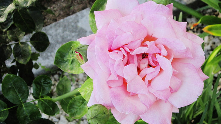 Rosa, flor, jardí, Jardineria, alegre, colors, bonica