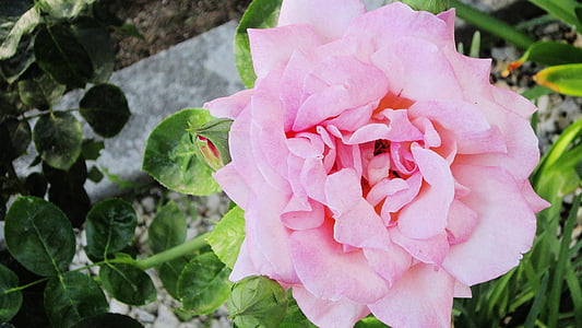 rožinė, gėlė, sodas, Sodininkystė, linksmas, spalvinga, gražu, gražus