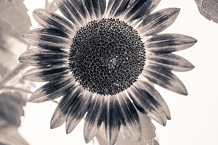 sun flower, helianthus annuus, blossom, bloom, black and white, monochrome, sw