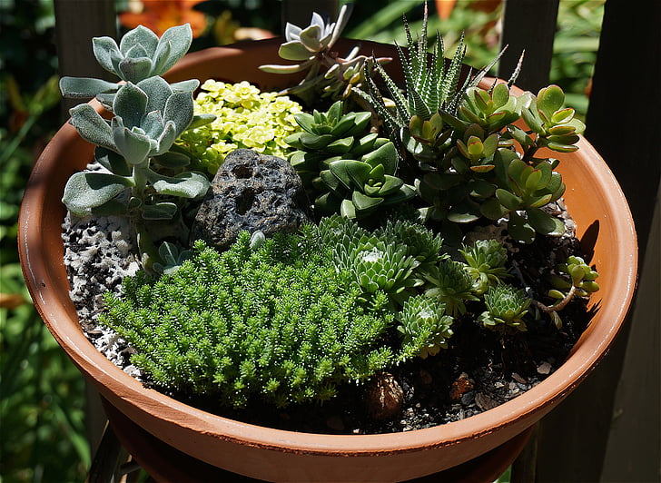 jardí de suculent, suculentes, jardí, planta, Cassola de fang, en miniatura, floral
