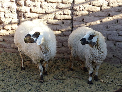 Iran, con cừu, sa mạc, ốc đảo, sa mạc trại, bụi, hạn hán