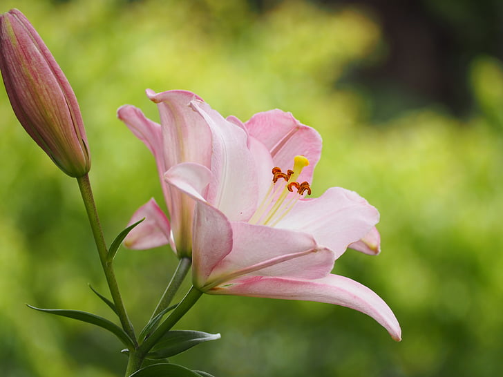 lily, flowers, liliaceae, early summer flowers, pink, plant, nature
