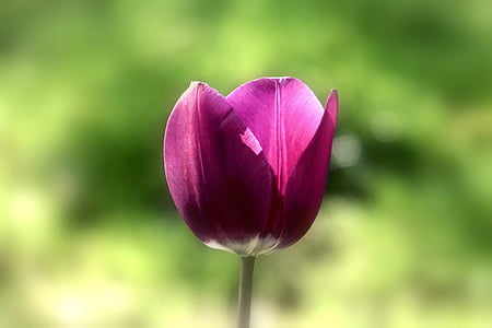 flor, Tulipa, primavera, floral, natura, temporada, fresc