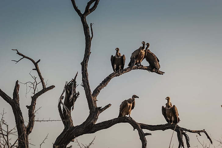 vultures, sunset, watching, wildlife, outdoors, highway, condor