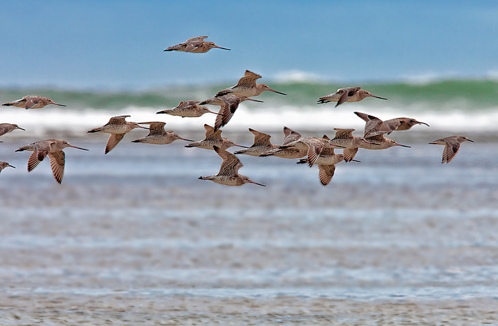 con chim, Các loại, chuyến bay, bờ biển, vượt qua, làn sóng, nguồn gốc ở bờ biển