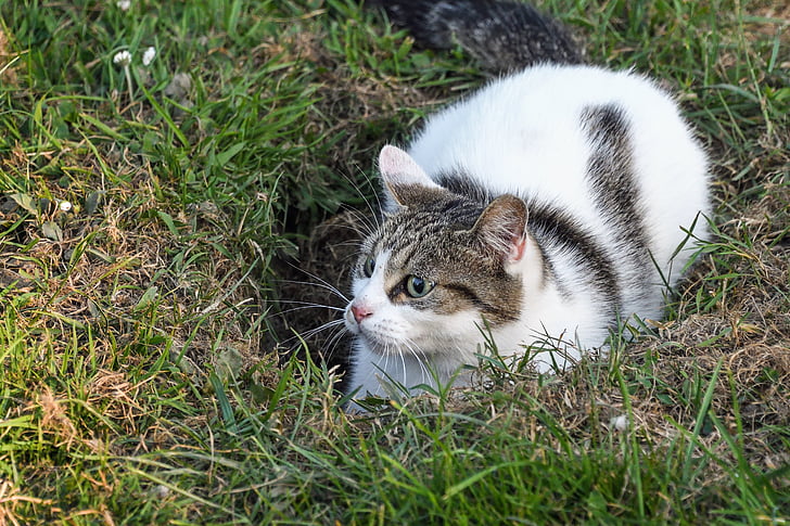 cat, lookout, hole, grass, domestic Cat, pets, animal