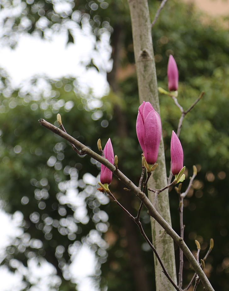 pomlad, yuantouzhu, Wuxi