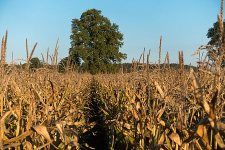 кукурузное поле, Кукуруза, Zea mays, злаки, питание, Осень, Kukuruz
