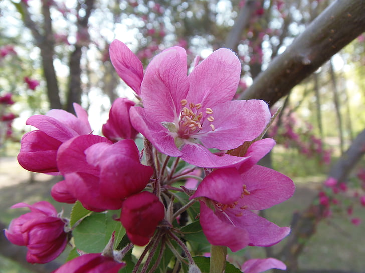 Пролет, розово, Луиз Хил дизайни, остров Маргарет