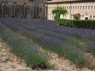 lavender, flowers, blue, lavender field, abbaye de sénanque, monastery, abbey