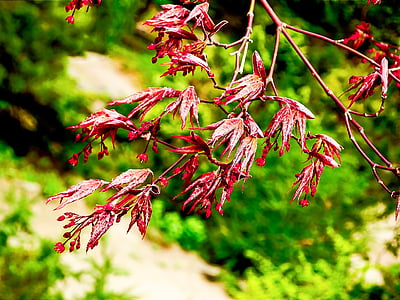 Japansk ahorn, ny vækst, nyt liv, bud, forår, rød, levende