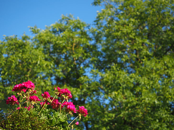 geranium, blossom, bloom, pink, red, balcony plant, pelargoniums