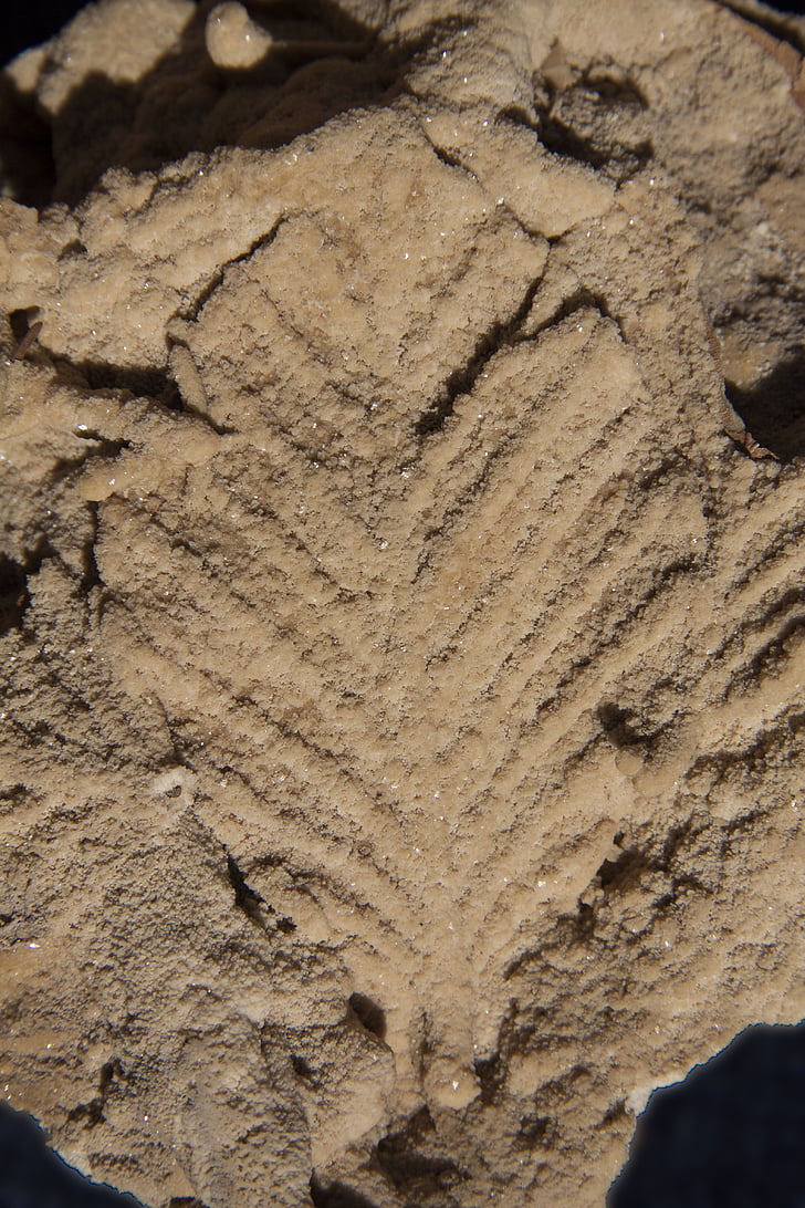 leaf, sand, brown, deposit, reprint, sediments, monochrome