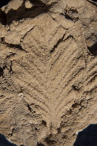 Blatt, Sand, Braun, Kaution, Nachdruck, Sedimente, Monochrom